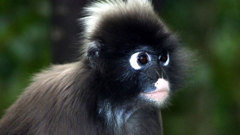 Spectacled_langur Monkey