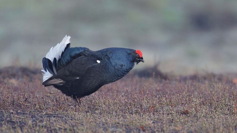 Black grouse