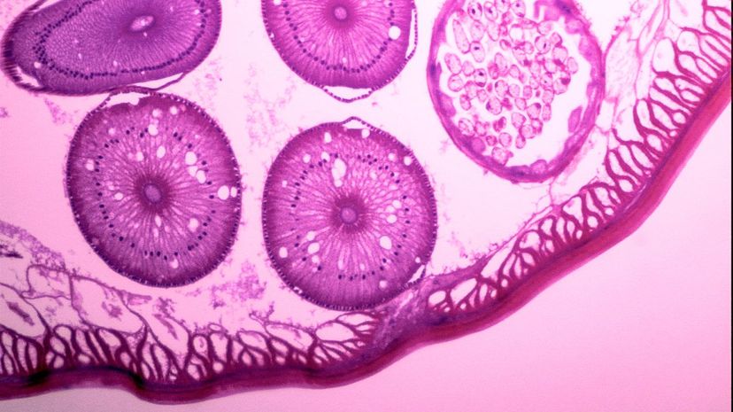 Cells under microscope