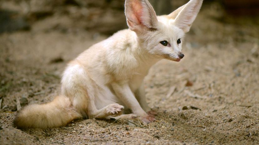 Fennec fox - desert