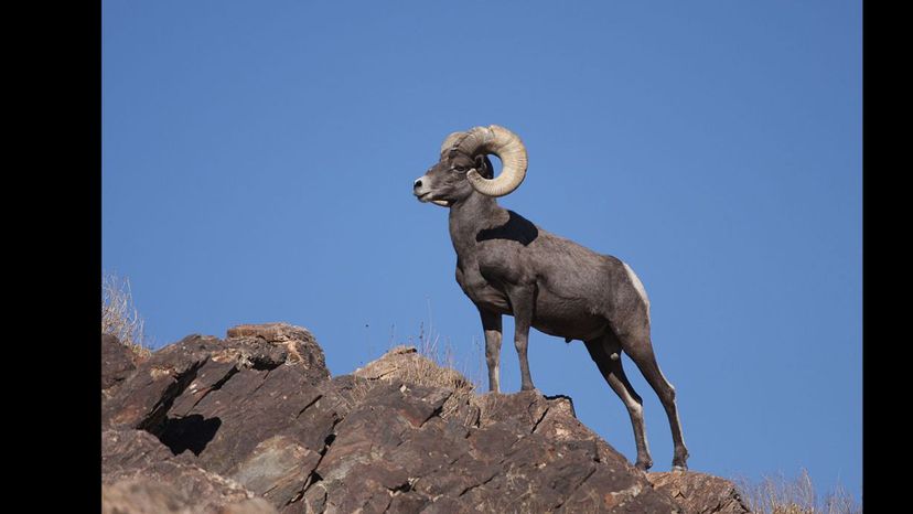 Bighorn Sheep