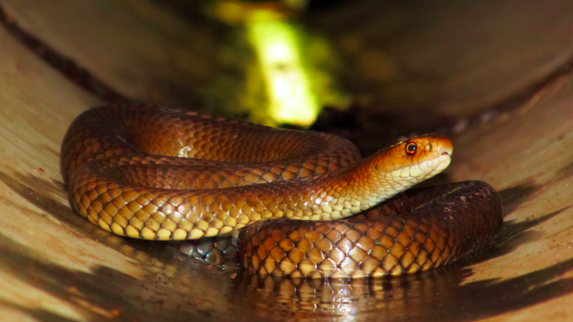 Este quiz de identificação de cobras venenosas é realmente difícil