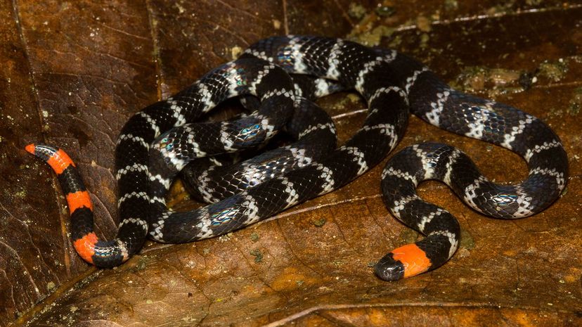 15 Redtail Coral Snake Micrurus_mipartitus