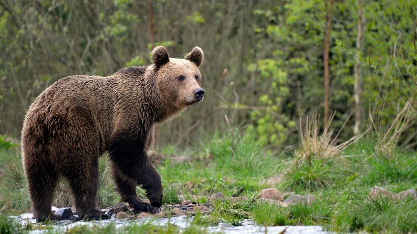 Brown bear