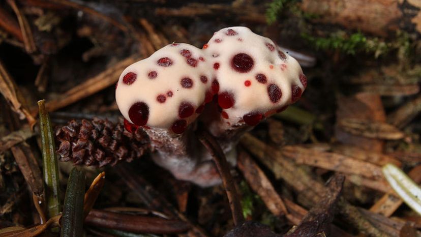 Bleeding Mushroom