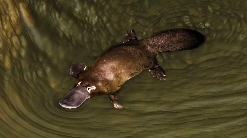 Platypus