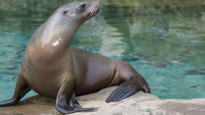 Sea lion