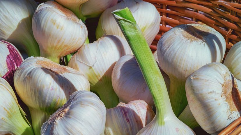 fresh garlic in basket