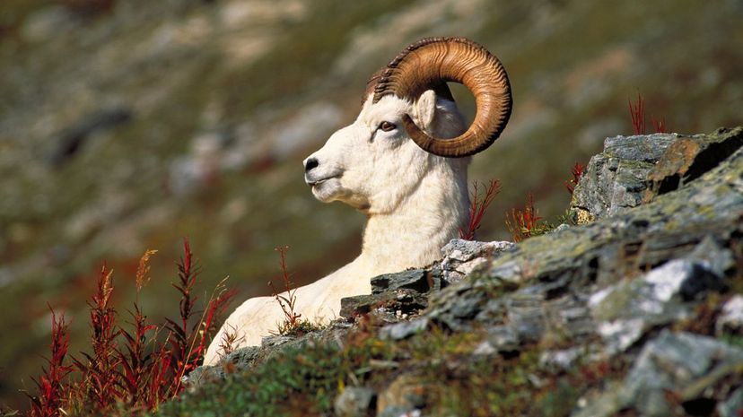 Big Horn Sheep