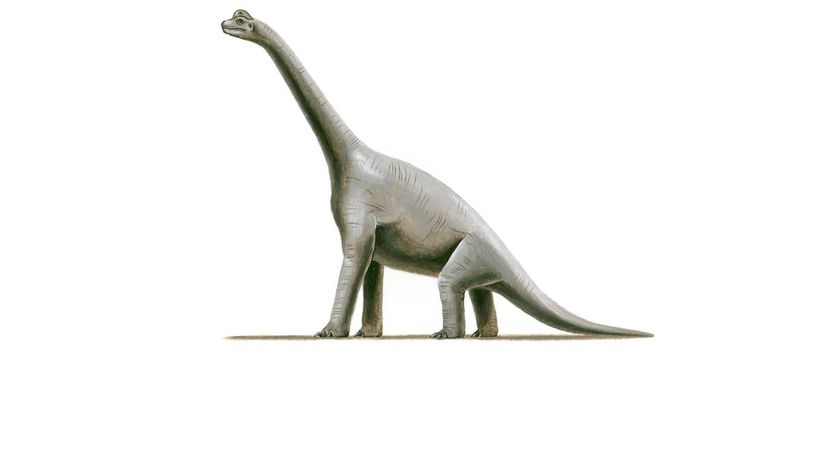 Brachiosaurus