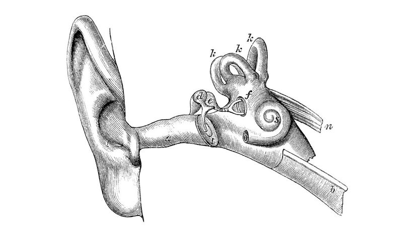 Cochlea
