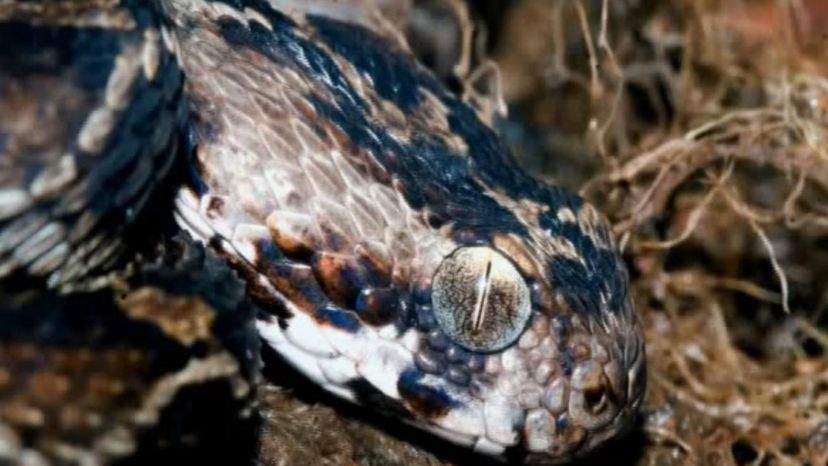 Carpet Viper Snake