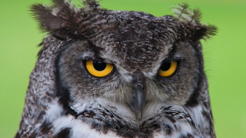 Q 22 Smart Owl
