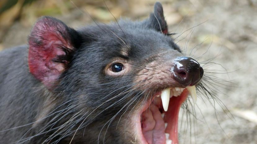 Tasmanian Devil