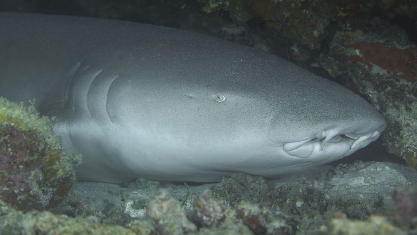 Tawny Nurse Shark