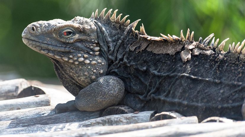 Cuban Rock Iguana