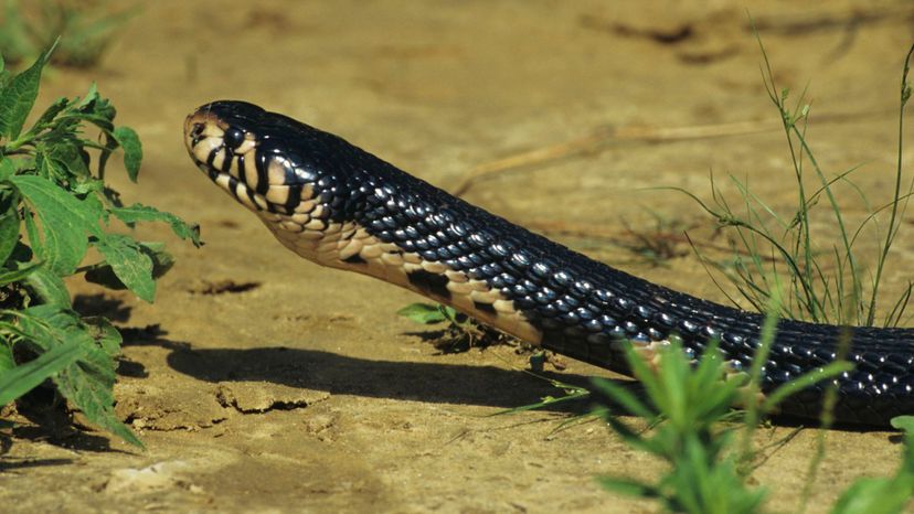 forest cobra