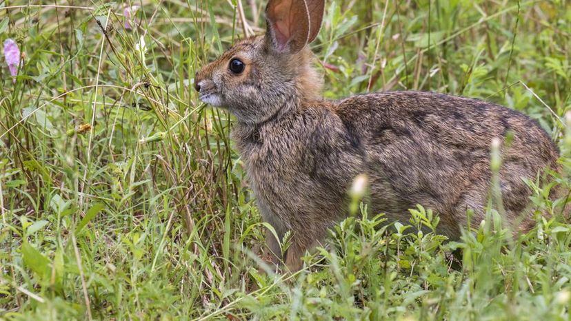 Swamp Rabbit