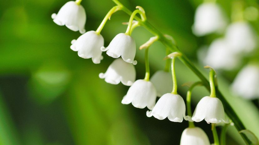 Lily of the valley