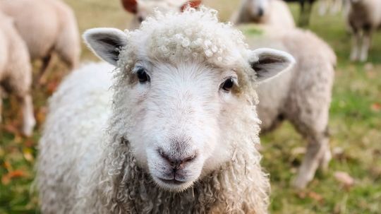 Can You Name All of These Animals That Begin With the Letter 'S'?