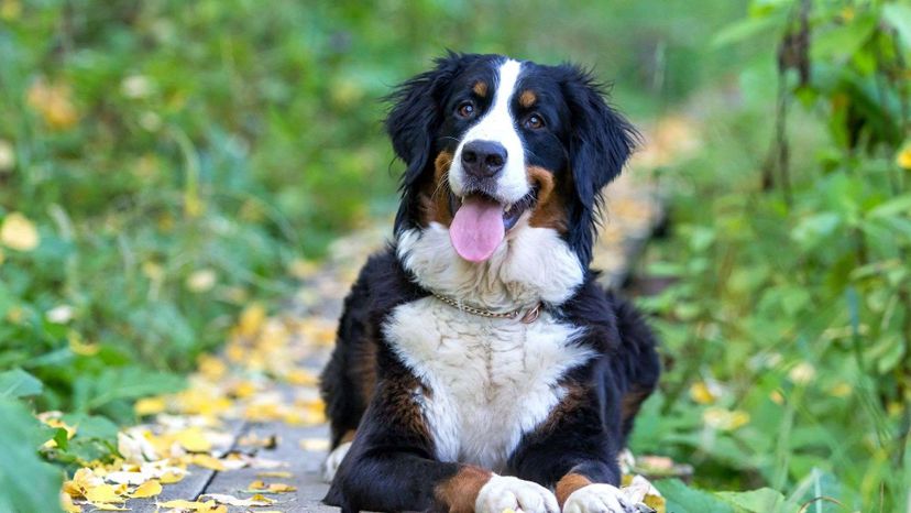 Bernese Mountain Dog