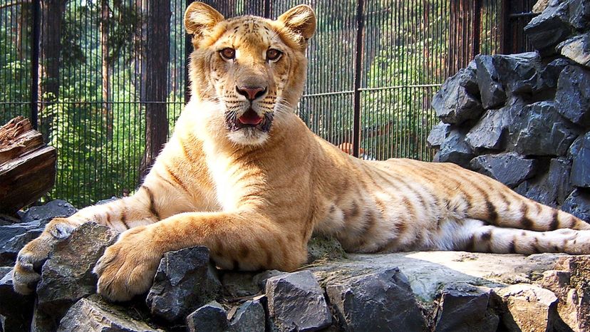 Liger