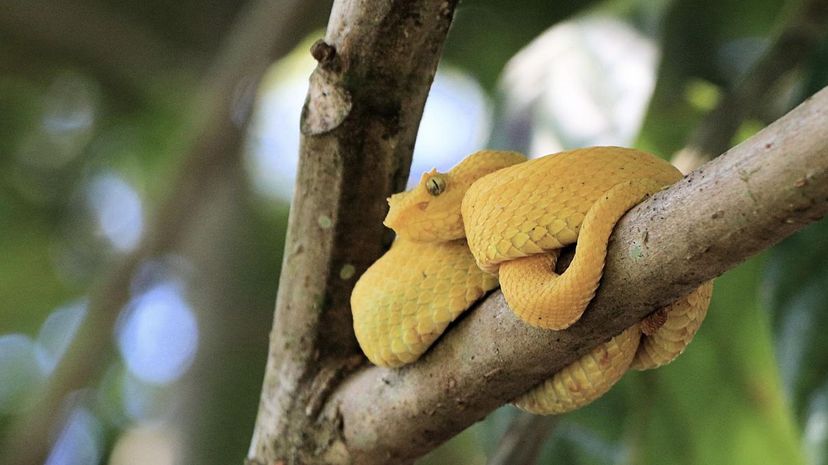 Eyelash Viper