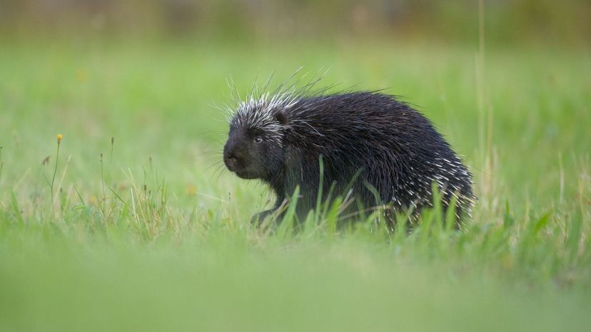 Porcupine