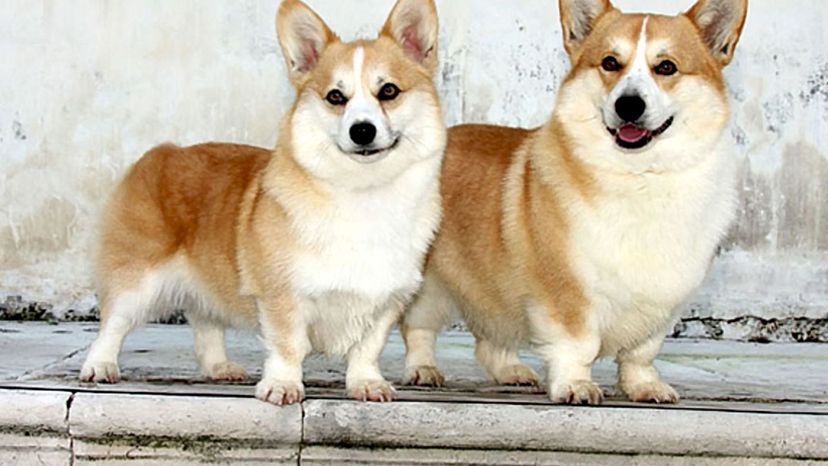 Pembroke Welsh Corgi