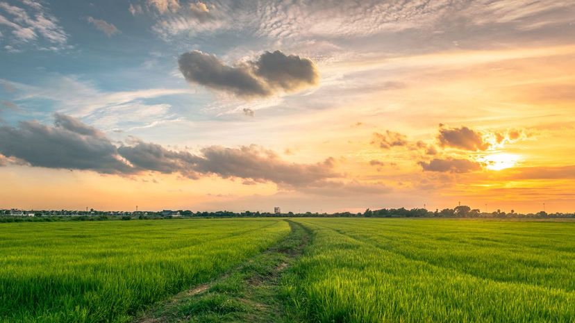 Rice Fields / Plains