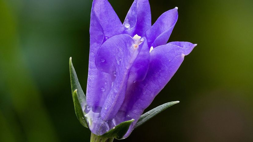 Bellflower