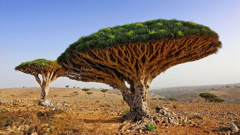 Socotra Island â€“ Yemen