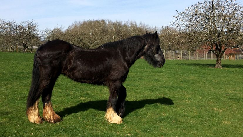 Shire horse