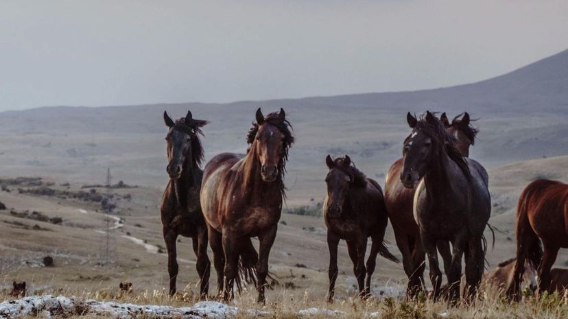 Wild Horses