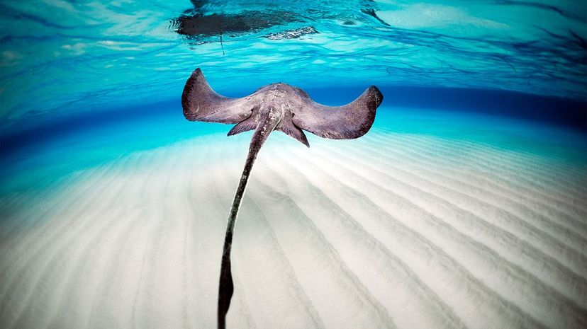 Stingray