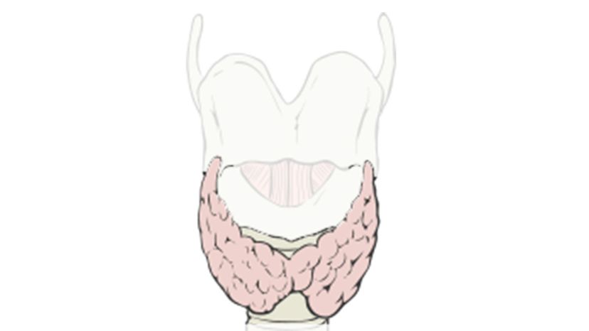 Thyroid