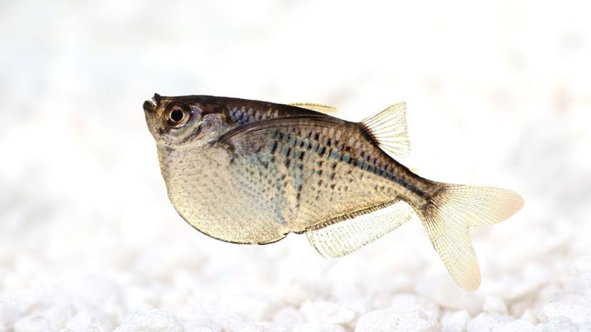 Silver Hatchetfish