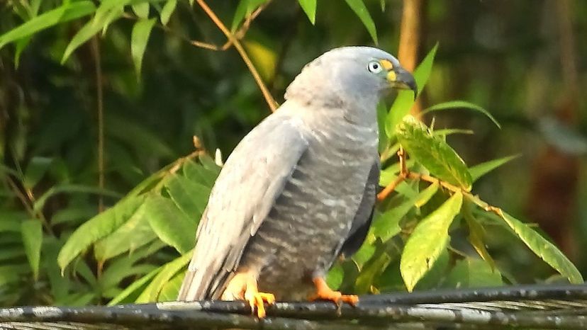 Hook-billed Kite