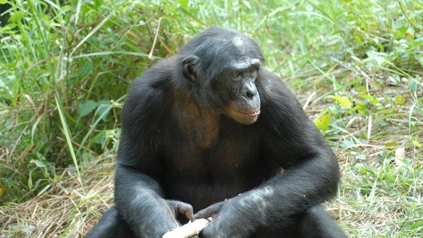 Bonobo