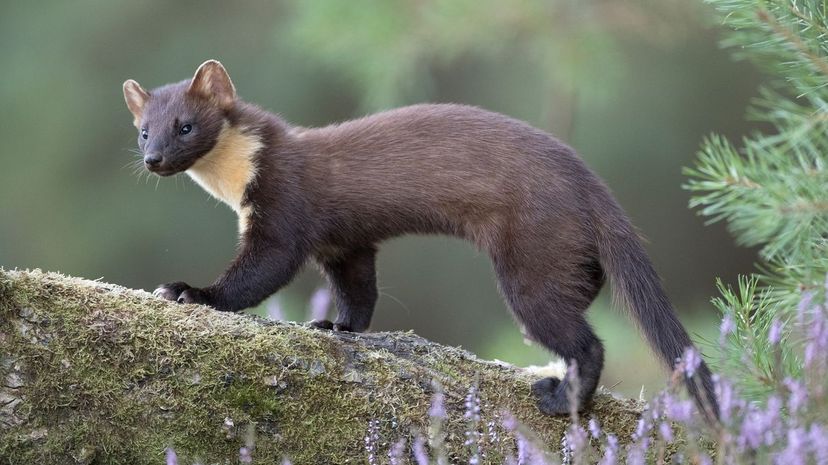 Pine Marten