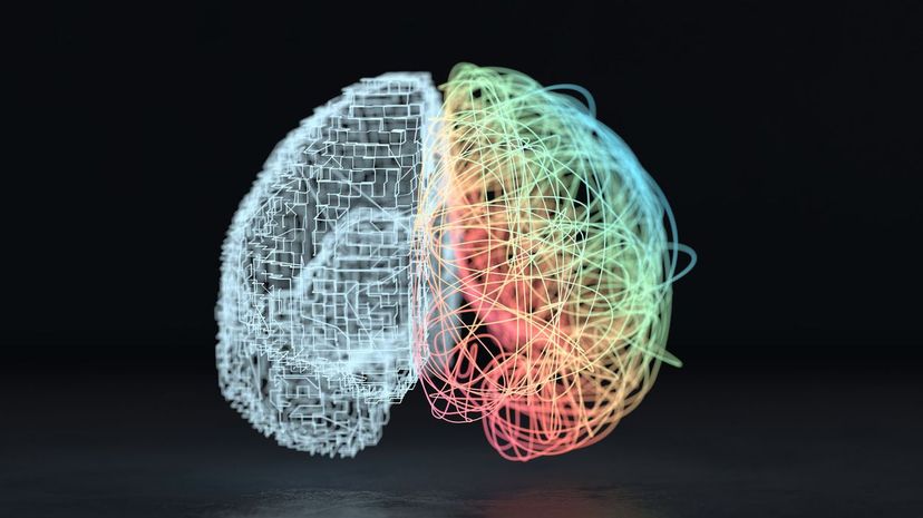 Left and right brain hemisphere