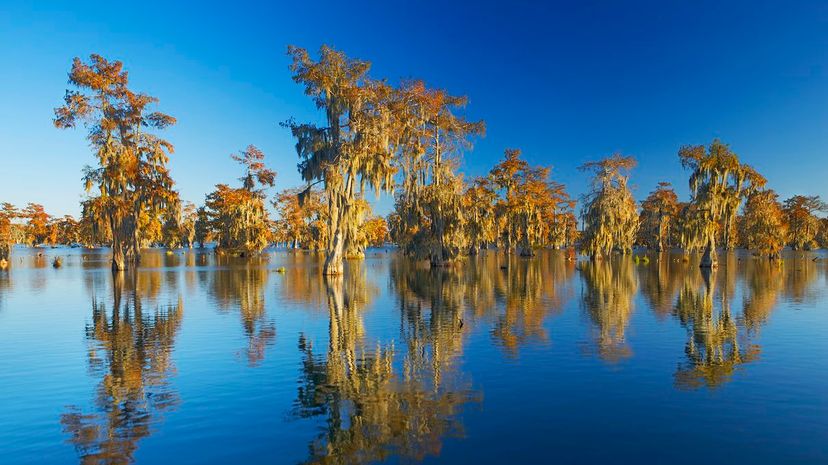 12 Bald Cypress GettyImages-540070886