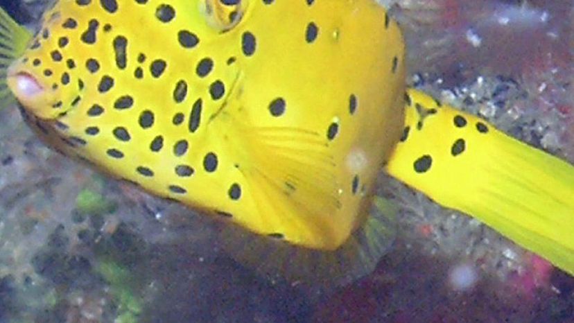 Yellow_Boxfish