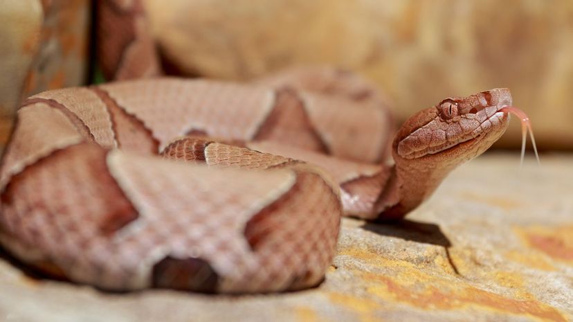 Copperhead