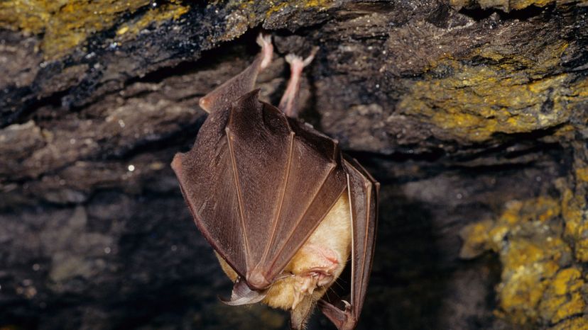 Greater horseshoe bat