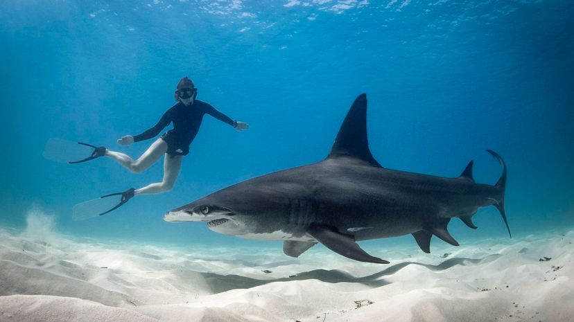 Swim with Shark