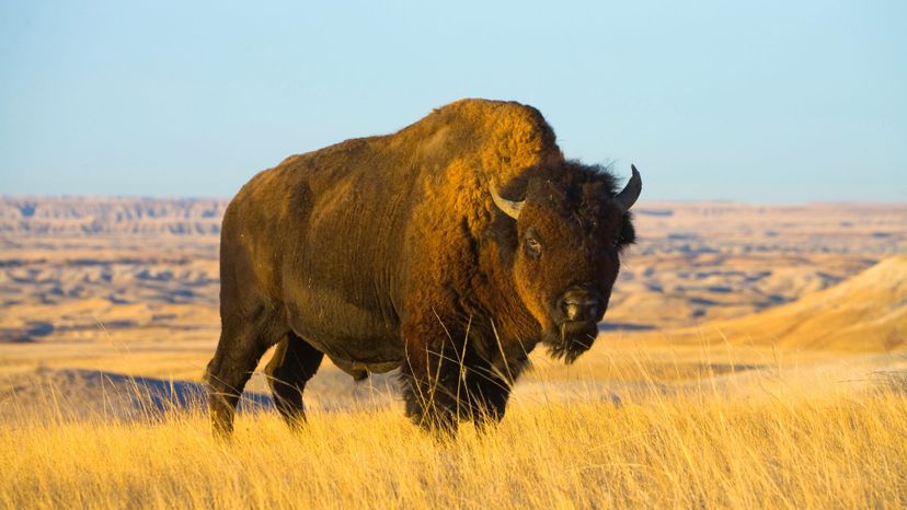 American bison