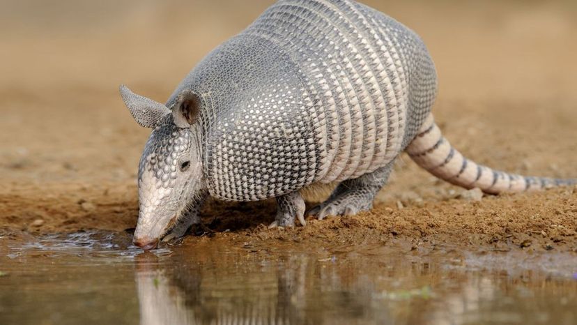 Armadillos