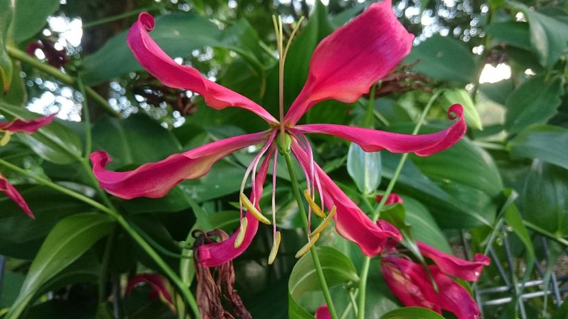 Flame lily (gloriosa superba)