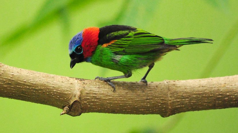 Red-necked tanager